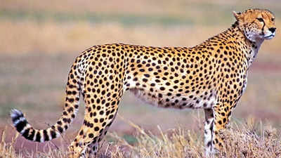 Five-member team from India visits Nambia to discuss cheetah translocation