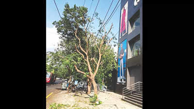 Chennai: Rs 50,000 penalty on shop for chopping tree