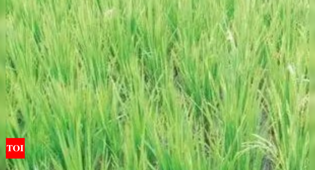 Telangana paddy crop dips by 17 lakh acres