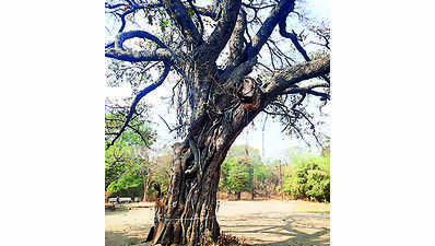 HC instructs forest department to give heritage status to Himayat Bagh trees