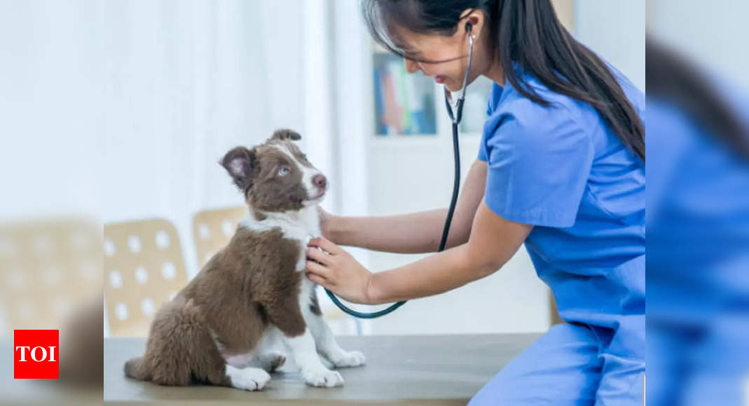 Pets and us: Here's why regular check up is must for your pets
