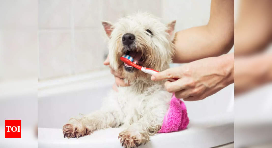 Pets and us: Follow these tip for a better oral health for your pets