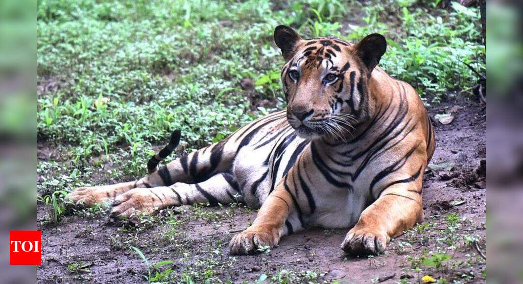 Tigers, clouded leopards, leopards among top-10 apex predators most