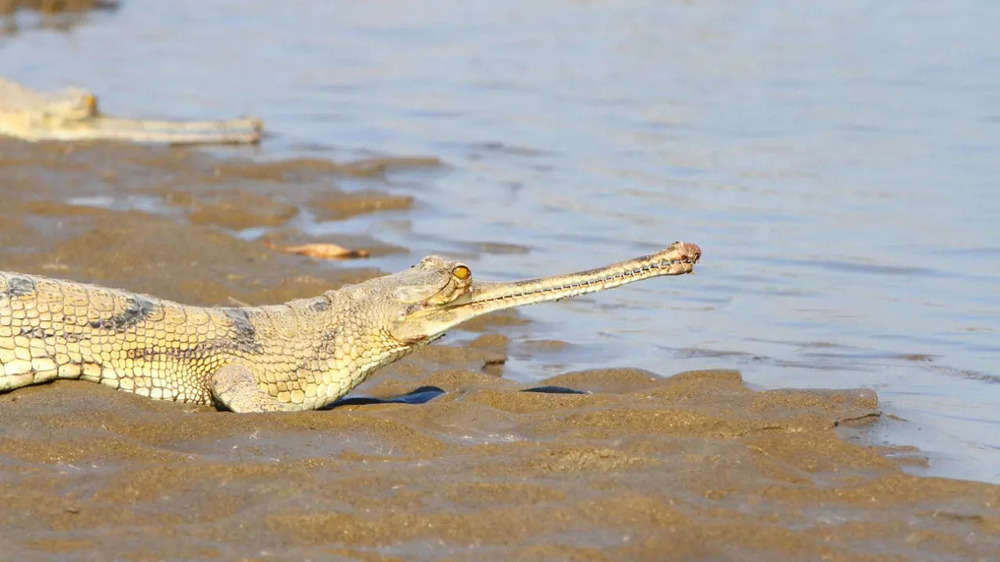 Photos: 22 adult gharials in Ganga big boost to count