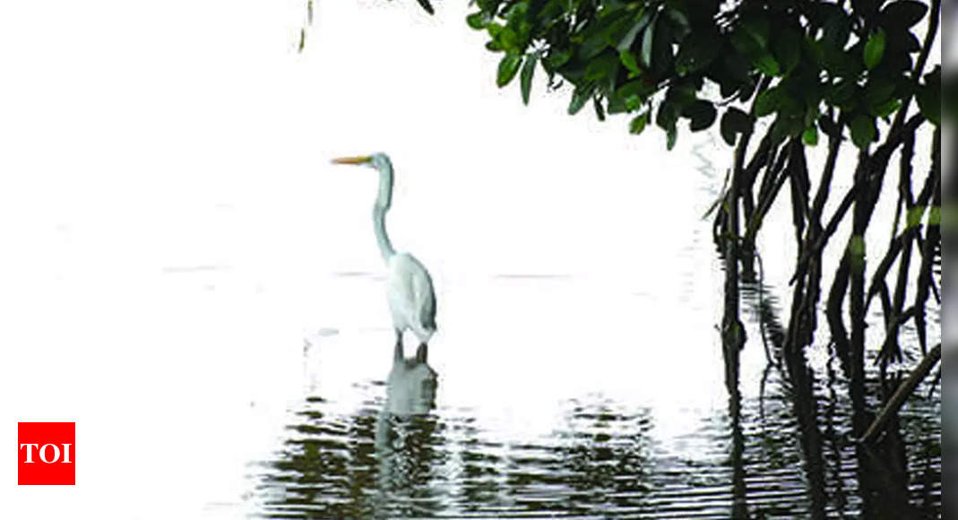 In 12-hour ‘race’, birdwatchers identify 53% of Goa’s bird species