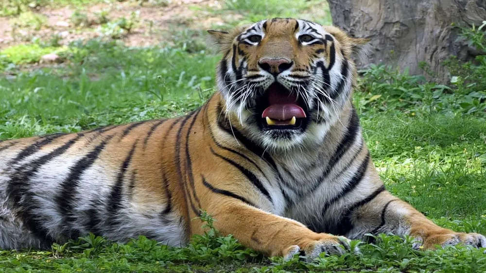 Delhi zoo reopens