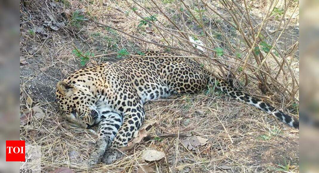 Leopard found dead in Muniya reserve | Nagpur News - Times of India