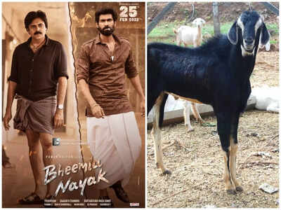 Movie buffs slay goat to celebrate 'Bheemla Nayak' release, face PETA