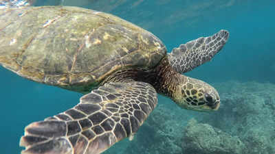 Green sea turtle nesting site documented for first time in Maharashtra: Expert