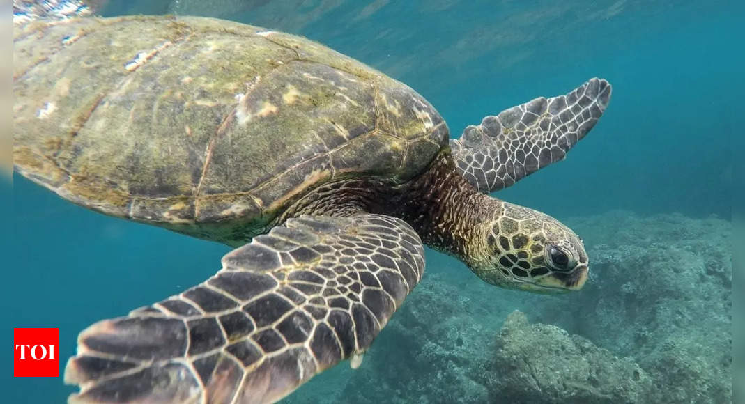 Maharashtra Green Sea Turtle Nesting Site Documented For First Time In Maharashtra Expert 