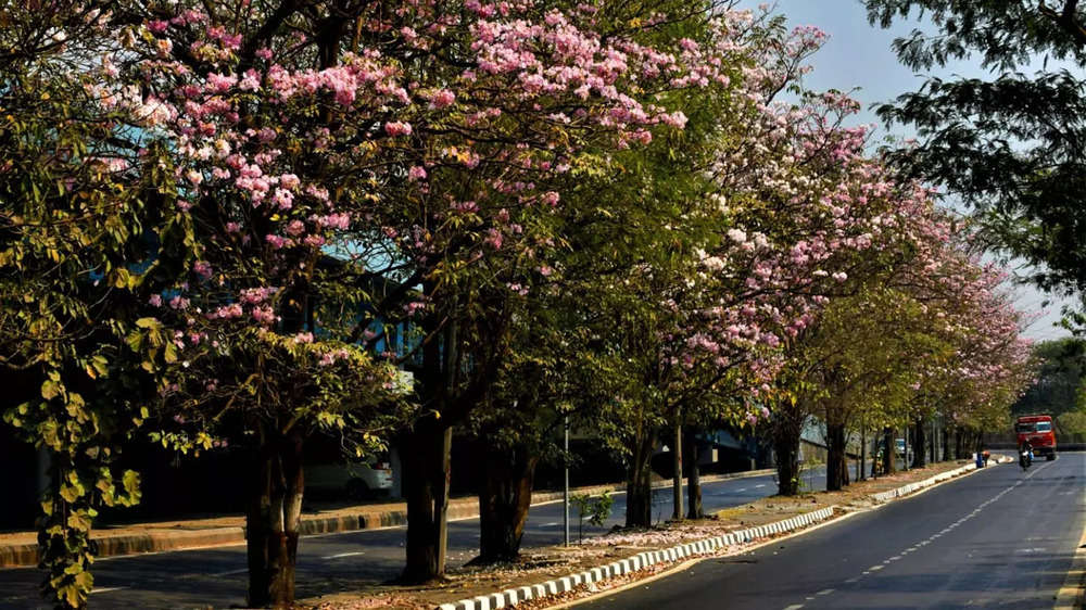 In pics: Lovely sight of pink blooming flowers bloom in Mumbai
