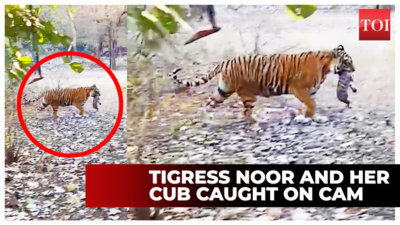 Tigress Noor Spotted With Cub At Rbore Jaipur News Times Of India