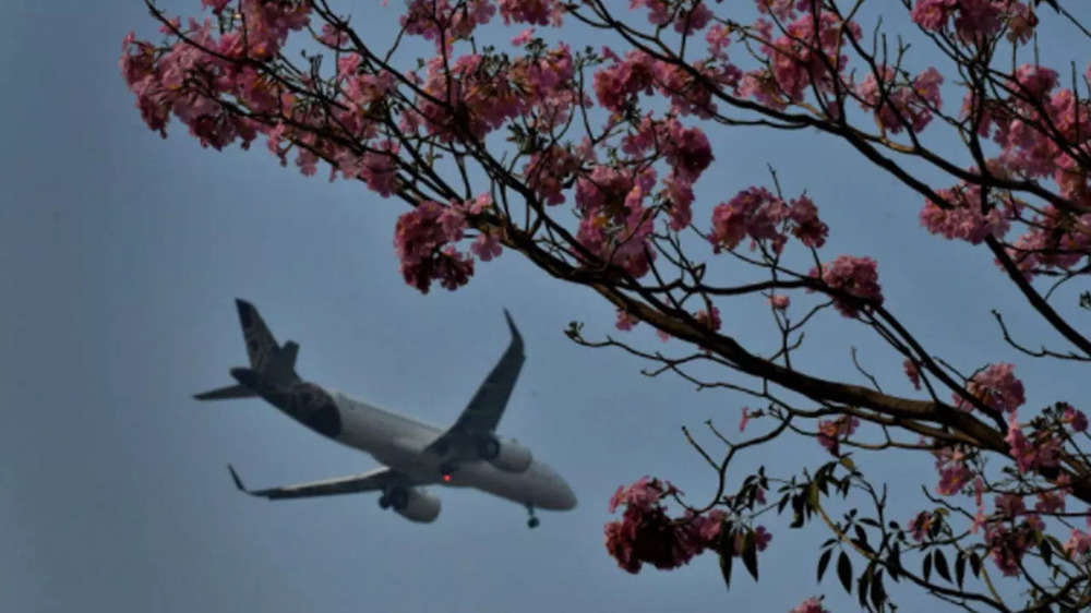 In pics: Lovely sight of pink blooming flowers in Mumbai