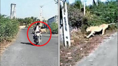 Mangrol: Gujarat: Biker's close shave with lioness in Mangrol town ...
