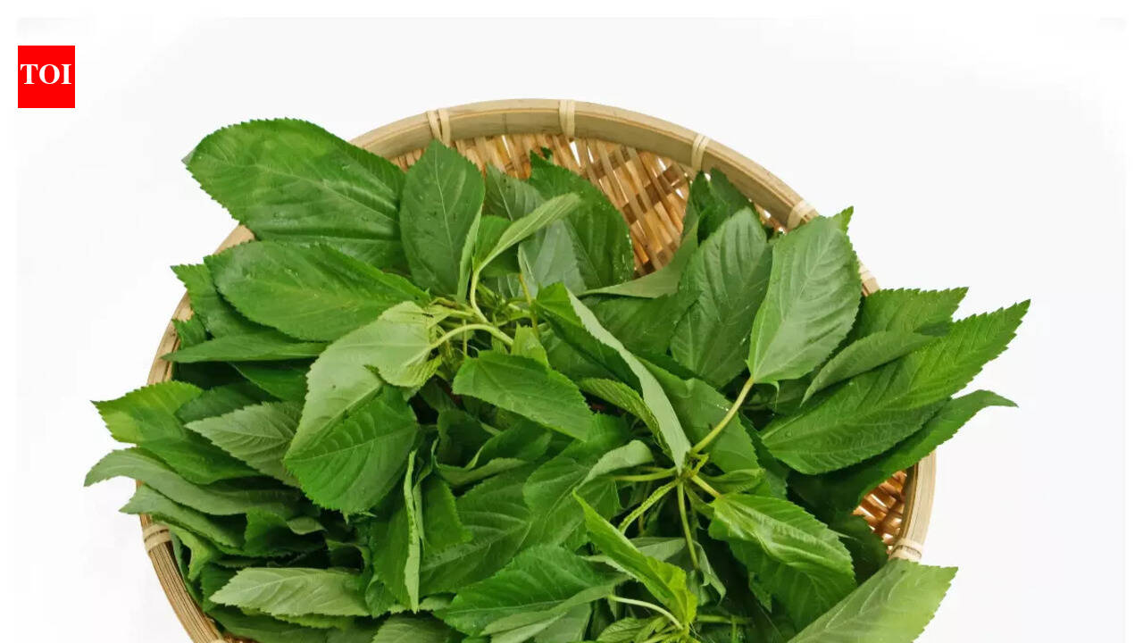 The lesser-known culinary uses and benefits of Jute leaves | The Times ...
