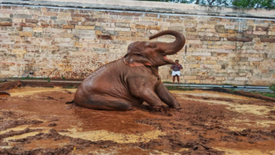 Trichy temple elephant Akila gets wallowing ground