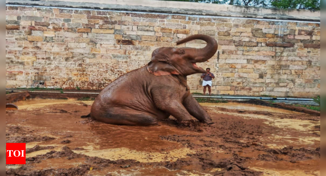 Trichy Temple Elephant Akila Gets Wallowing Ground | Trichy News ...