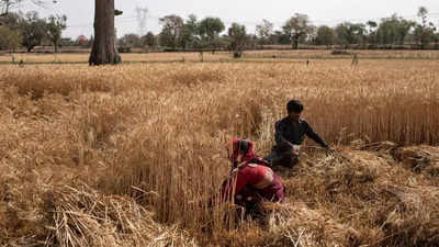 India signs deals to export 500,000 tonnes wheat, as global prices surge