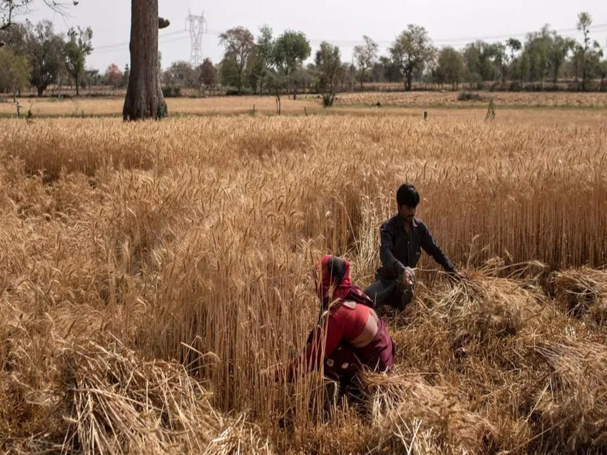 India signs deals to export 500,000 tonnes wheat, as global prices surge - Times of India