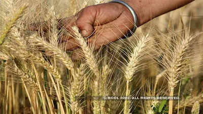 India signs deals to export 500,000 T wheat, as global prices surge