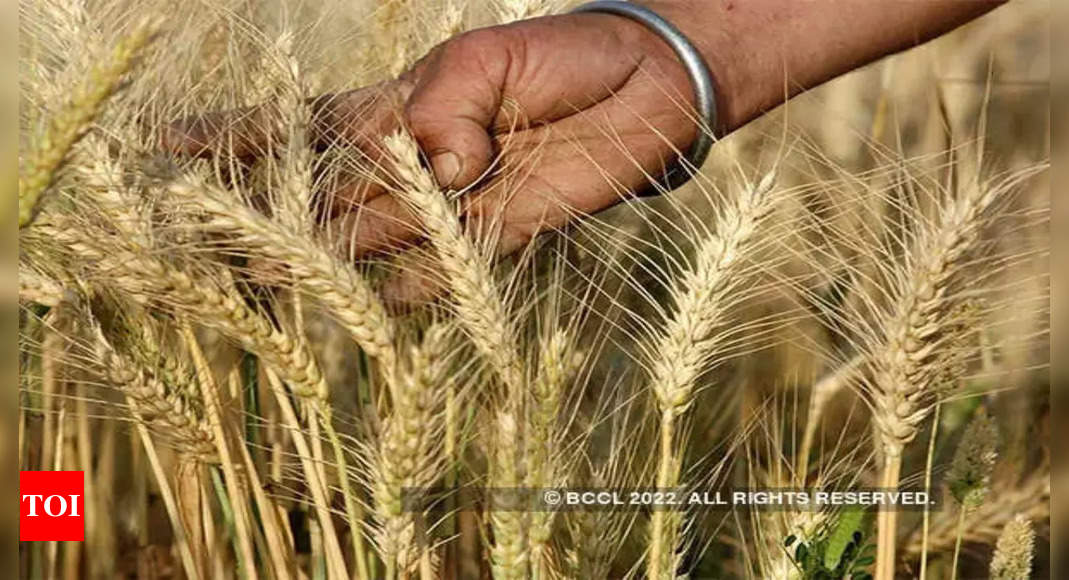 India signs deals to export 500,000 T wheat, as global prices surge – Times of India