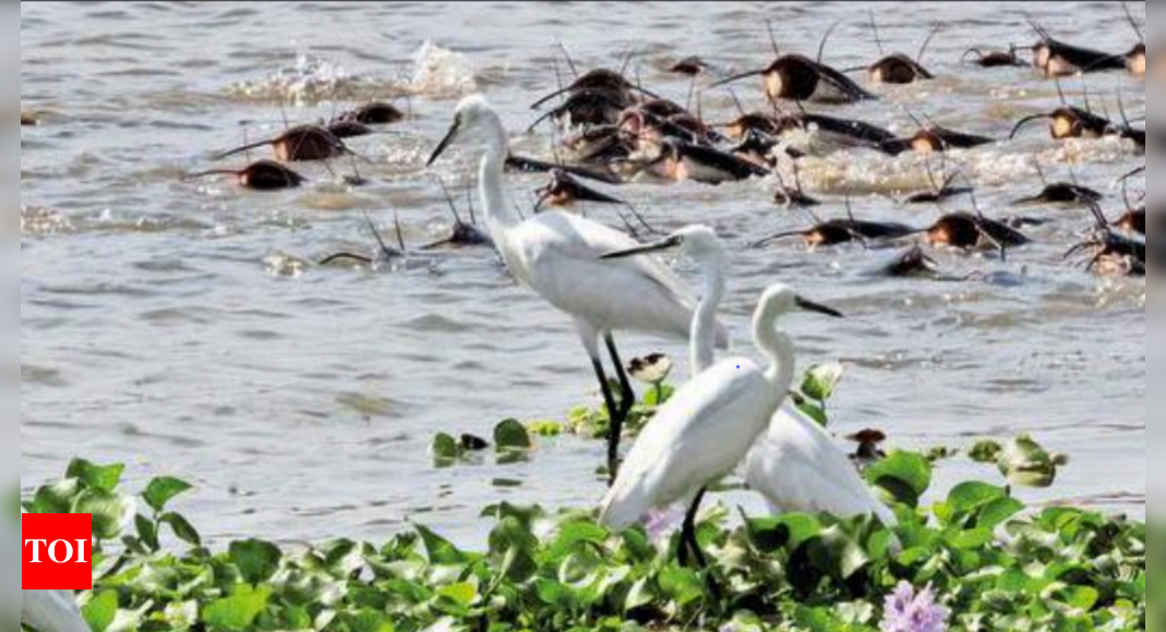 Banned catfish spreads rapidly in Chennai’s marshlands