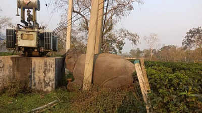 Elephant electrocuted in Assam tea estate