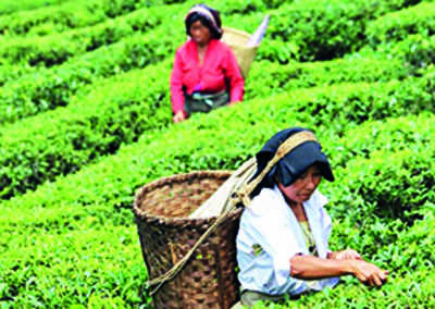 Tea Inc lauds breather on agri tax, cess