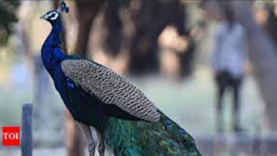 Bhopal: Peacocks thrive in Van Vihar, numbers double in a year