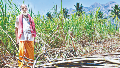 82-year-old sugarcane farmer in Tamil Nadu takes organic path to sweet profit