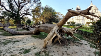 Dead trees to come alive as art at Victoria in Kolkata