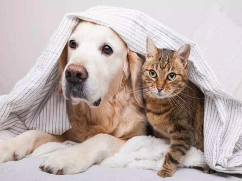 soul animal: A dog or a cat: Which is your soul animal? - Times of India