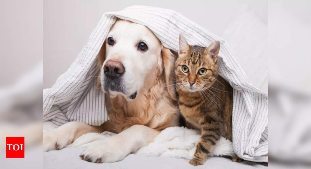 Soul animal: A dog or a cat: Which is your soul animal?
