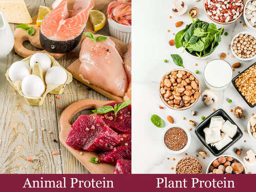 Difference between animal and plant protein and which is healthier | The Times of India Difference between animal and plant protein and which is healthier | The Times of India