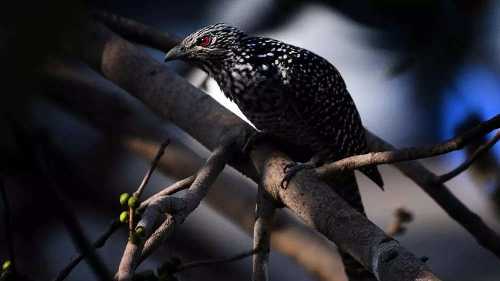 Photos from Mumbai: Birds of many a feather perch & tweet in town