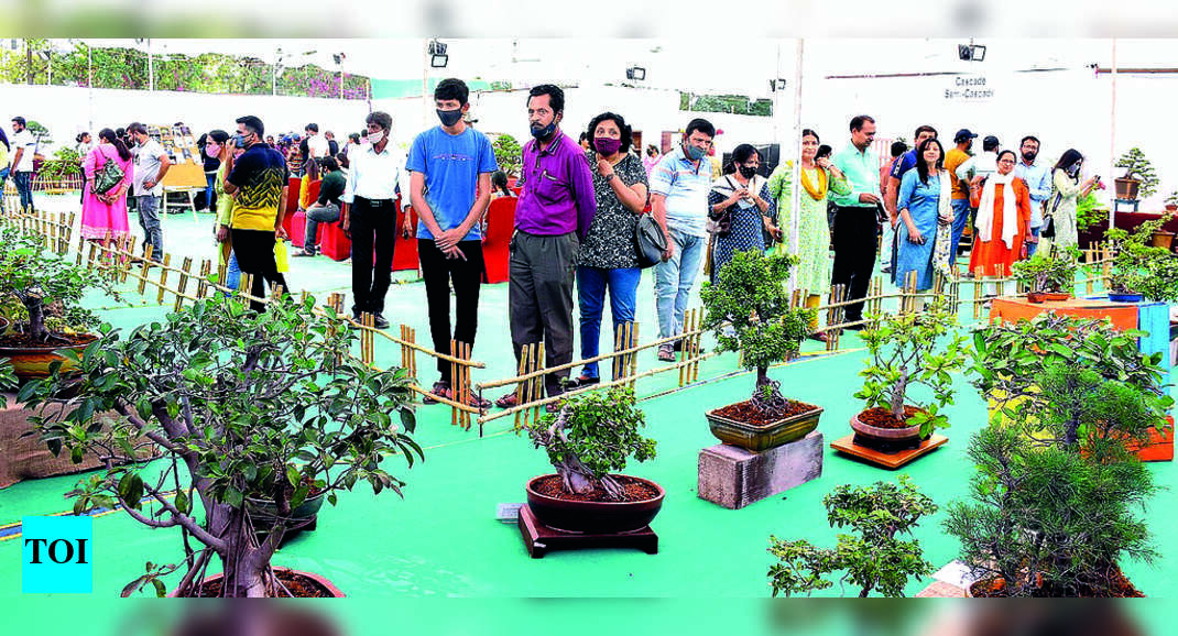 Bonsai Barodians Take Delight In Bonsai Art Vadodara News Times of India