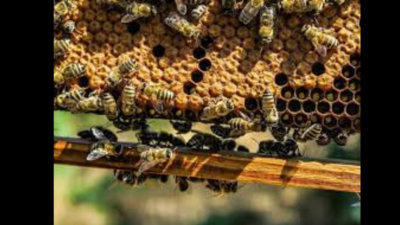 Pune: 80 tourists stung by bees at Shivneri fort | Pune News - Times of ...