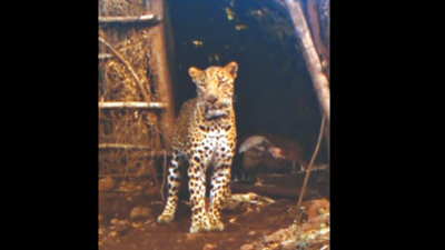 Aurangabad: Trap camera captures leopard near cattle kill site