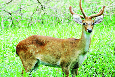 Manipur's Sangai, Bengal Fox & Indian Jackals To Be New Guests In Gorewada  | - Times of India