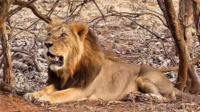 Gir lost 283 lions in 2 years: Gujarat government