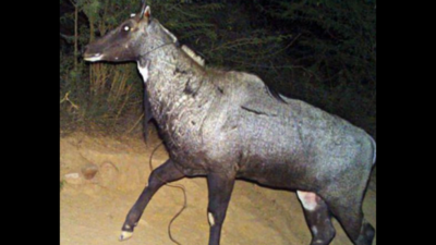 Nilgai With Wire Snare Around Neck At R'bore Raises Alarm | Jaipur News -  Times of India