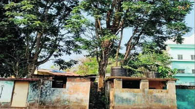 Greens resort to divine intervention to save trees in Mangaluru
