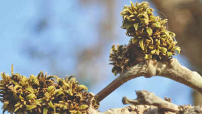 Gujarat Home To Rare Single Leaves Kesudo Tree | Vadodara News - Times ...