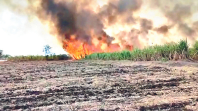 Maharashtra: Sugar cane crop spread over 40 acre reduced to ashes in Osmanabad district