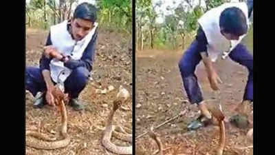 Karnataka: Cobra bites stuntman making YouTube video