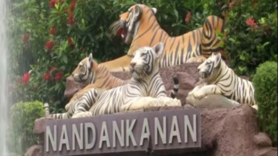 Delhi zoo welcomes three white tiger cubs after 7 years - India Today