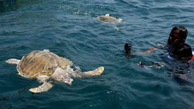 Olive Ridley turtles recover from injuries, released into sea off Chennai coast