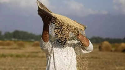India is in final talks to start wheat export to Egypt