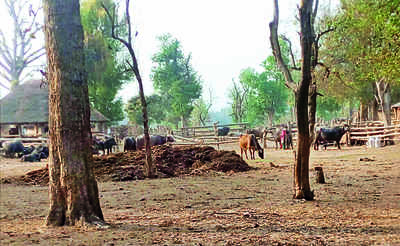 Bijnor Forest Dept’s Search For Land To Relocate Van Gurjars From ...