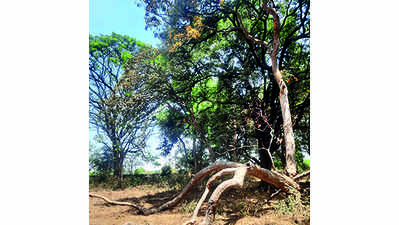 Forest dept ignores HC’s heritage tag order for Himayat Bagh trees
